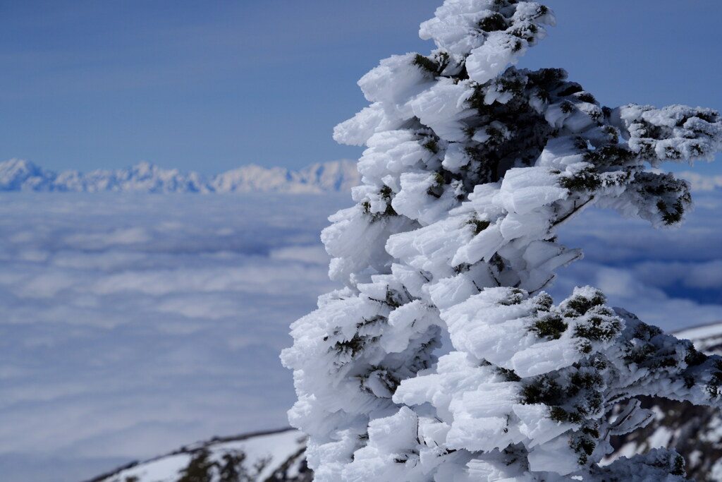 雪のエビシッポ