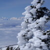 雪のエビシッポ