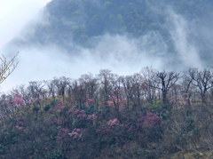雲湧くアカヤシオの丘