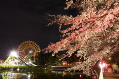 夜桜の遊園地