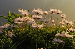 輝く花穂