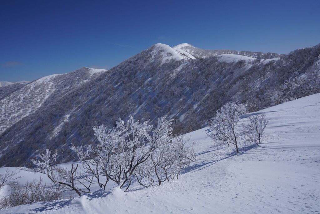 霧氷と日白山