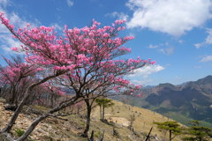 アカヤシオ咲く沢入山