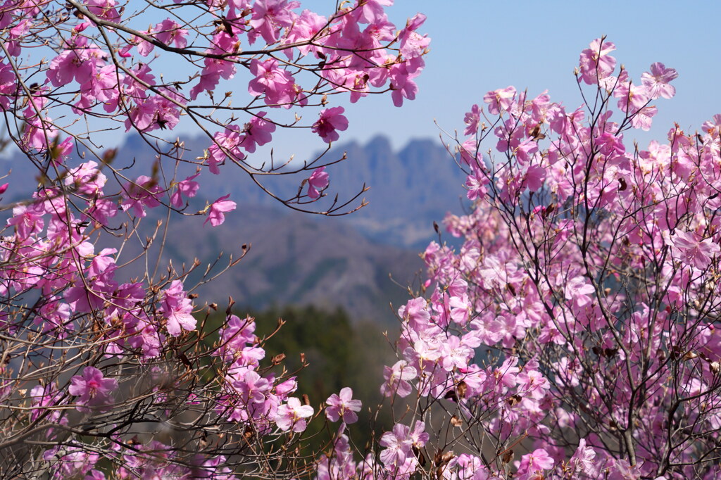 ヒトツバナ咲く西上州の春