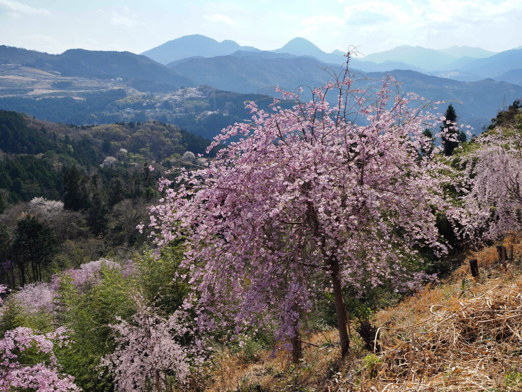 枝垂れ桜の里