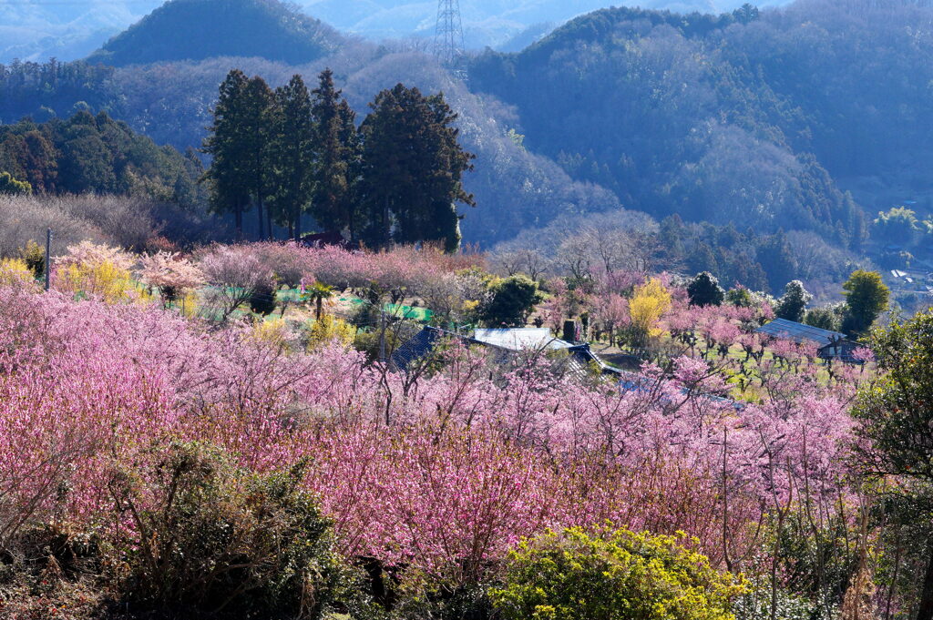 花桃染まる大内沢