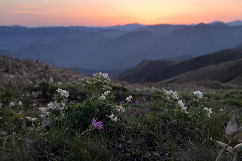 朝焼けの花畑