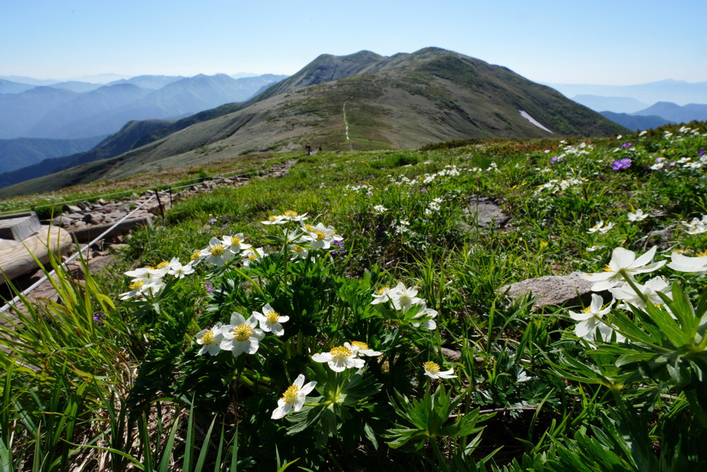 ハクサンイチゲ咲く平標山