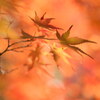 もみじ