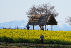 菜の花散歩
