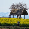 菜の花散歩