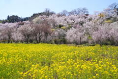 桜咲く菜の花畑