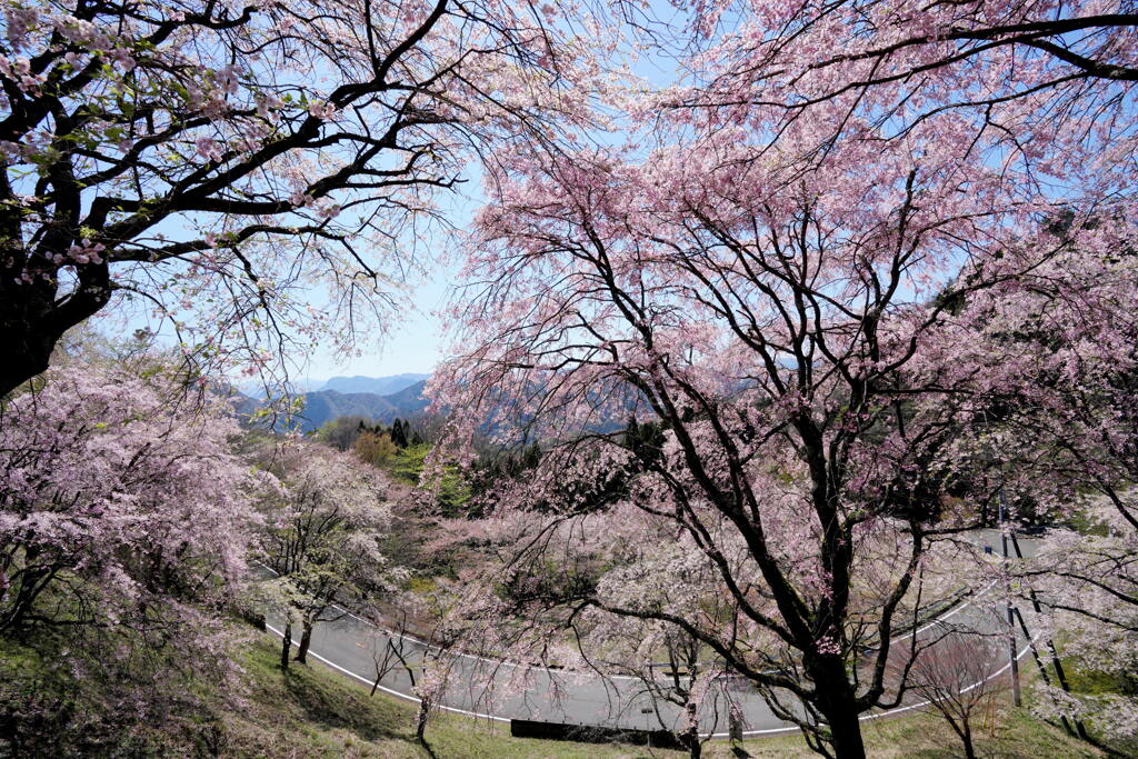 枝垂桜の里
