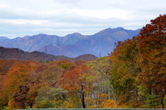 ブナ林と谷川岳