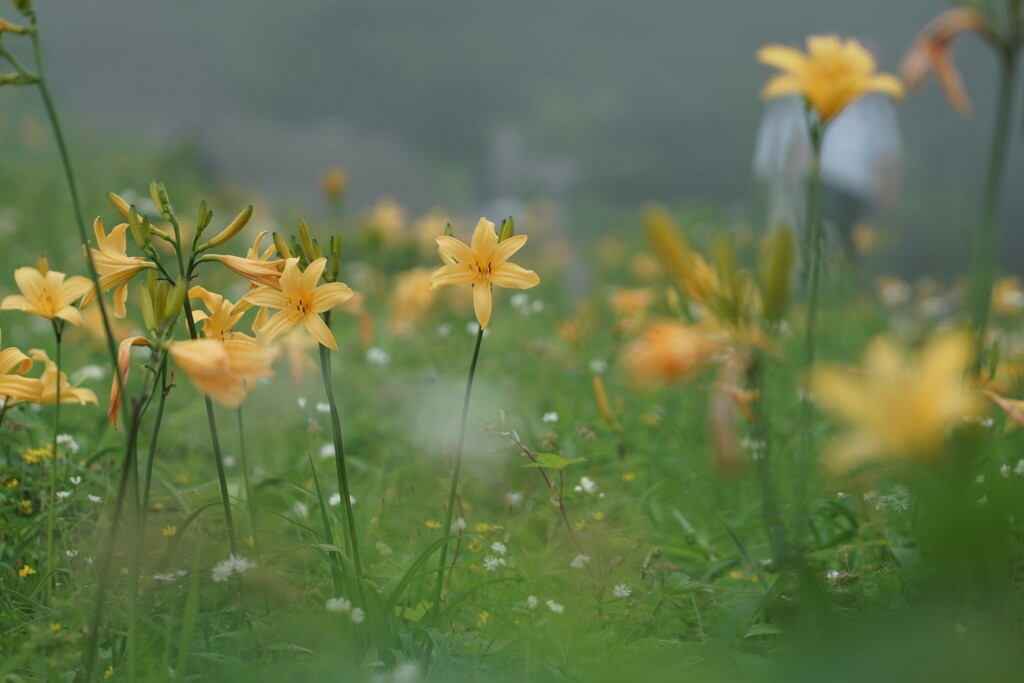 霧降の夏