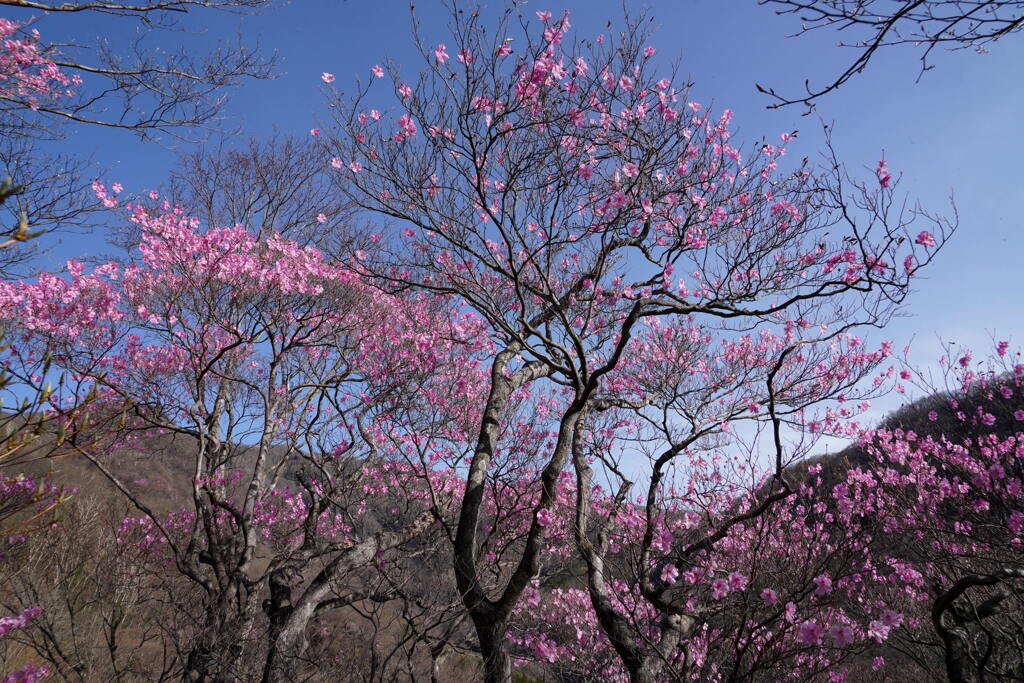 アカギツツジに染まる