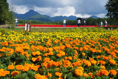 絶景花畑