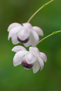 榛名・相馬山の妖精