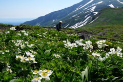 花咲く鳥海山