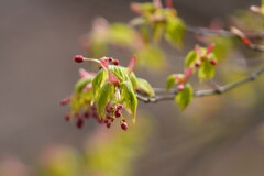 芽吹きの季節