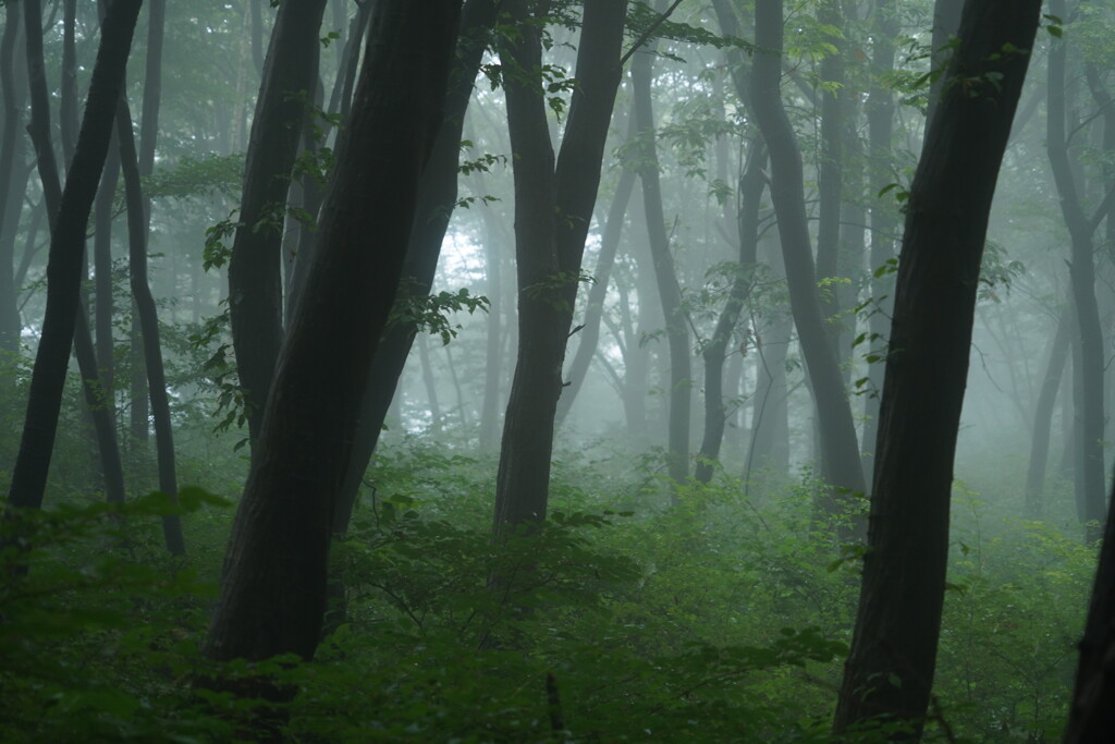 深い霧の中で