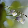 可愛い食虫植物（コウシンソウ）