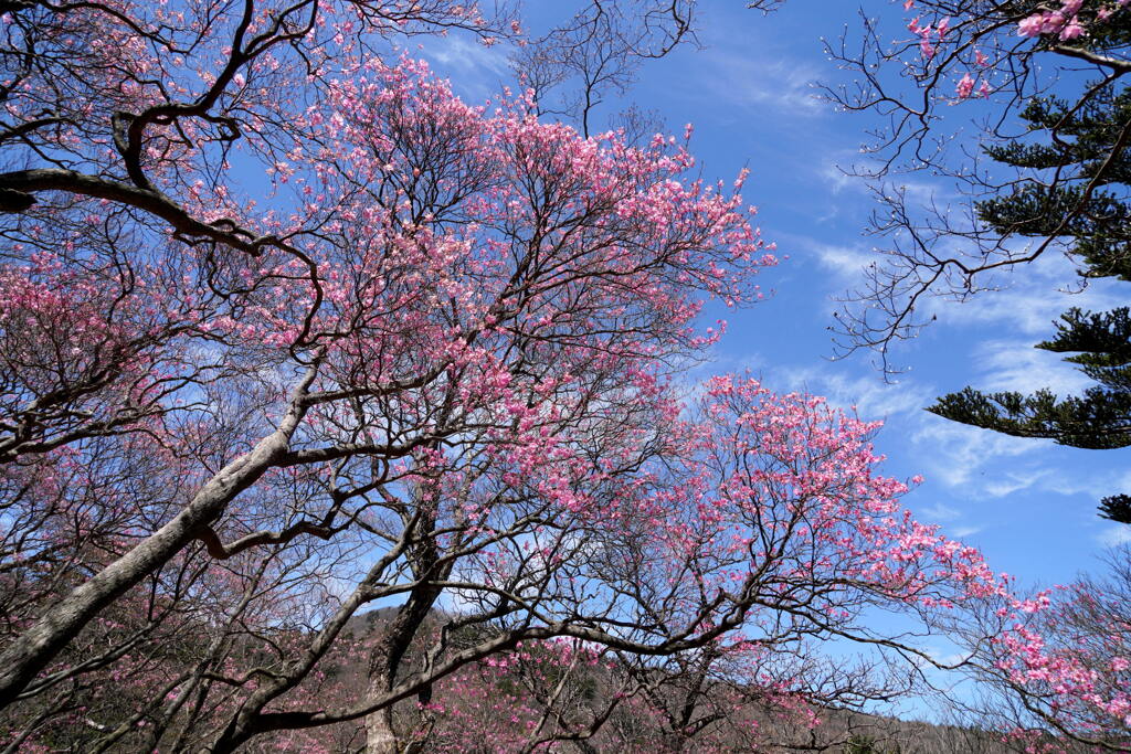 アカヤシオ咲くミツモチ山