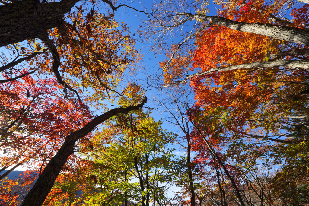 秘密の紅葉谷