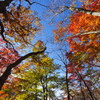秘密の紅葉谷