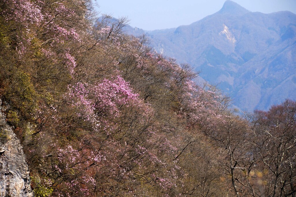 ヒトツバナ染まる尾根
