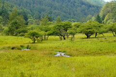 秋を待つ大阿原湿原
