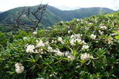 ハクサンシャクナゲ咲く日光白根山