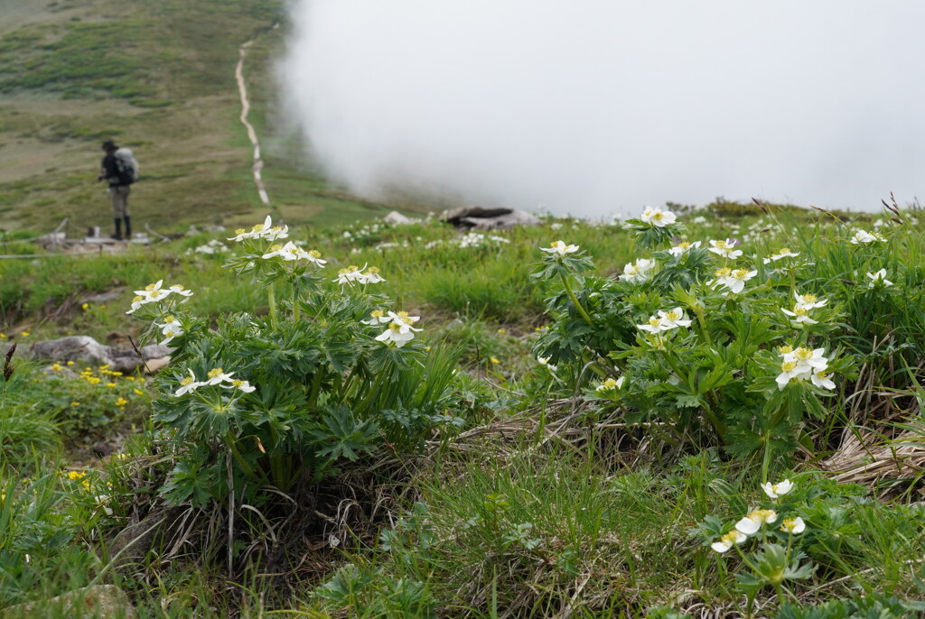 雲迫る花畑