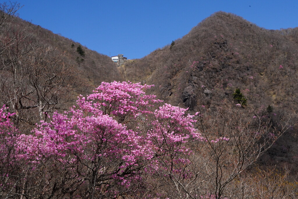 アカヤシオと鳥居峠