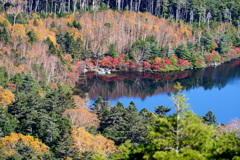 紅葉染まるの白駒池