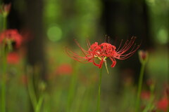 森に咲く曼珠沙華