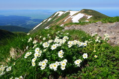 ハクサンイチゲ咲く鳥海山