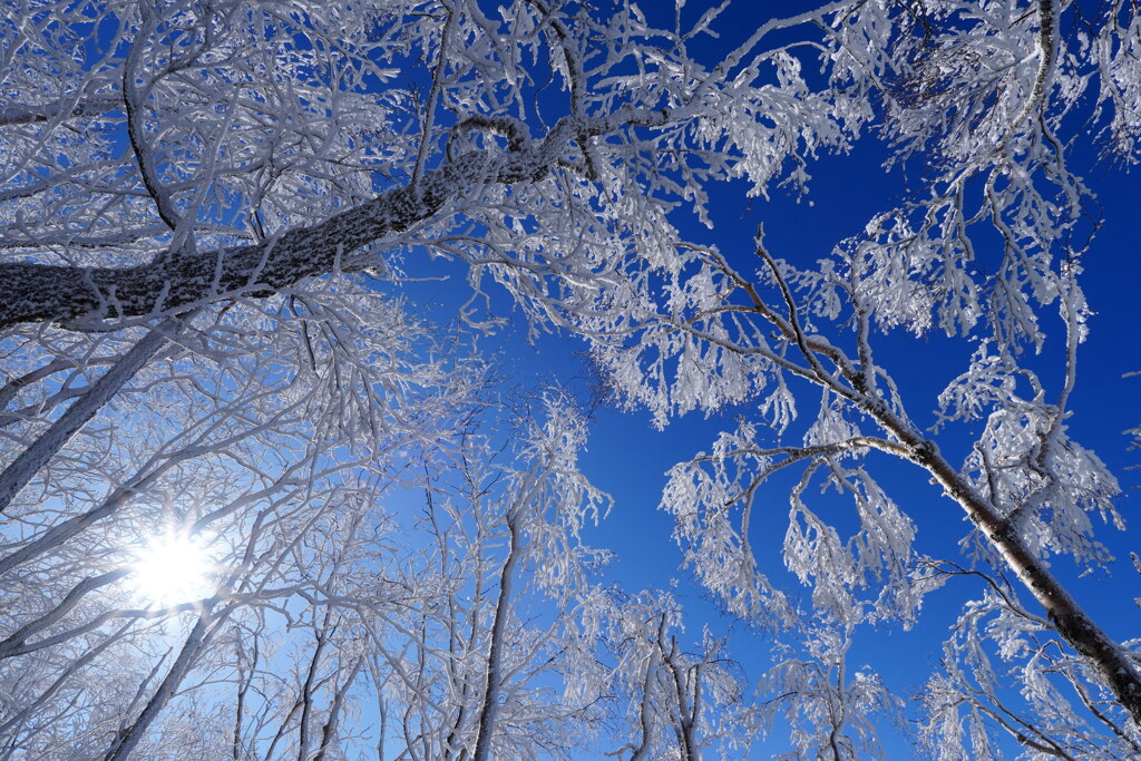 霧氷に囲まれて