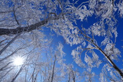 霧氷に囲まれて