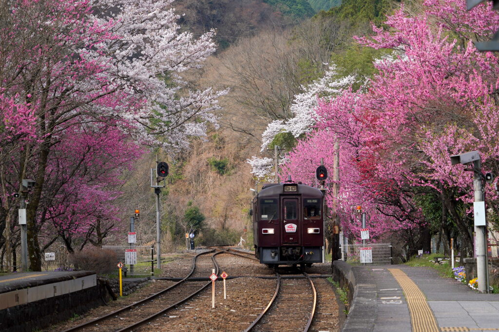 花桃咲く神戸駅