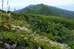 花穂残る羅臼岳