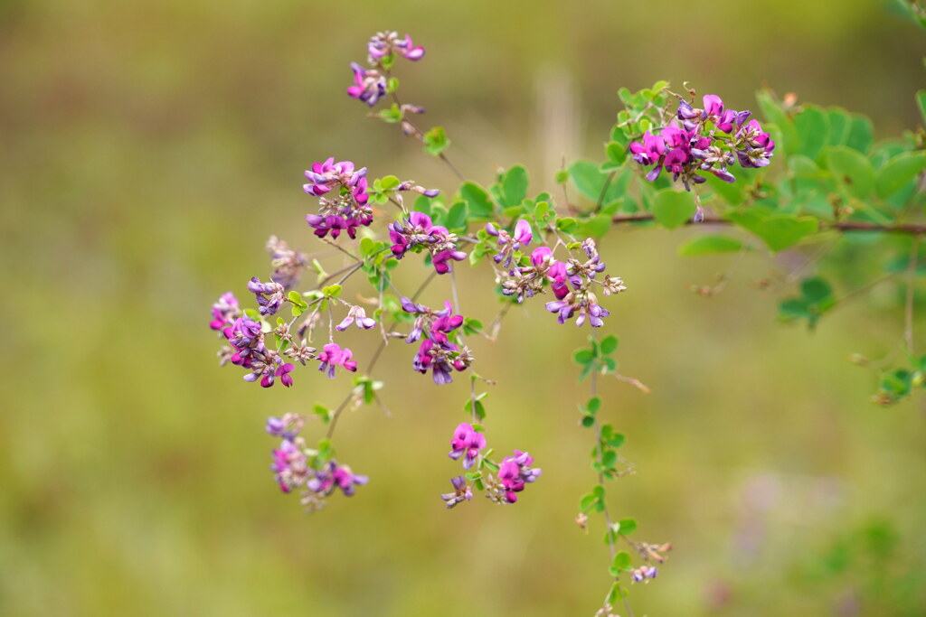 ハギの花