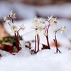 雪の中から