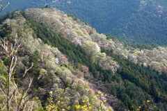 新緑の山里
