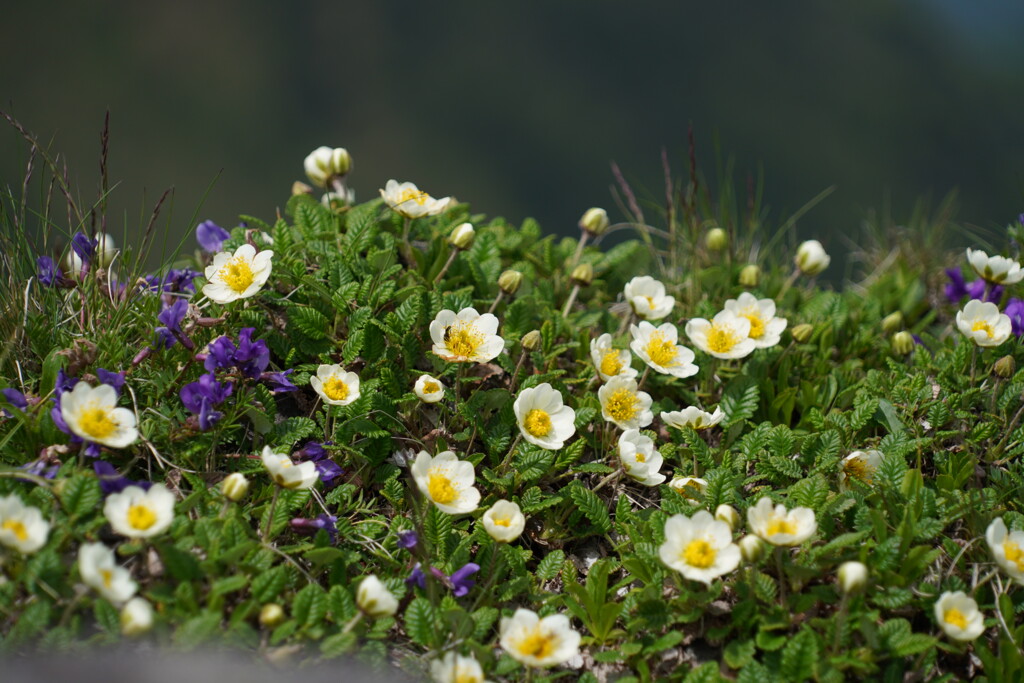 岩場の花盛り