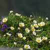 岩場の花盛り