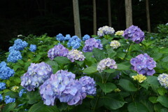 紫陽花の森