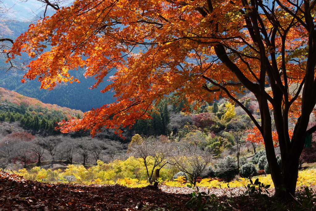秋色の桜山