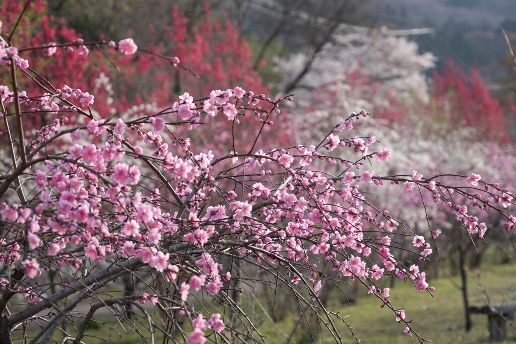 花桃とりどり
