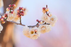 白梅